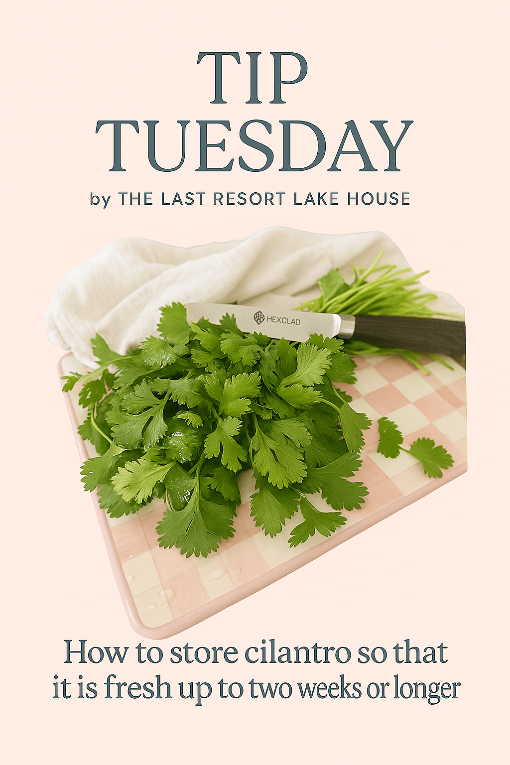 Tip Tuesday-How to Store&nbsp;Cilantro